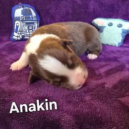 Anakin Skywalker - Red tri-color male Australian Shepherd puppy in Smithfield, Utah from Invictus Farms