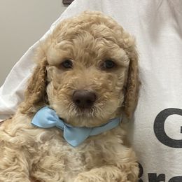 Aqua - Male - Fawn and white Sheepadoodle puppy in Hollywood, South Carolina from Pam’s Sheepadoodle’s