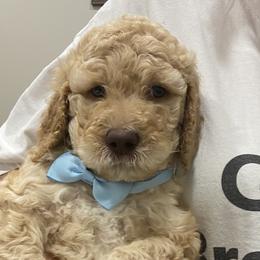 Aqua - Male - Fawn and white Sheepadoodle puppy in Hollywood, South Carolina from Pam’s Sheepadoodle’s
