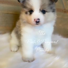 Pomeranian and Pomsky Puppies from The Posh & Pampered Pomsky