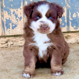 Neptune - Black tri-color male Australian Shepherd puppy in Mineral Wells, Texas from A6 Australian Shepards