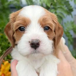 Discord - Blenheim male Cavapoo puppy in Tucson, Arizona from Adored Poodle & Doodles