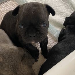 French Bulldog Puppies from Purple Moon Kennel