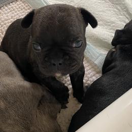 French Bulldog Puppies from Purple Moon Kennel