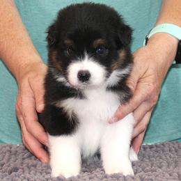 Hero - Black tri-color male Australian Shepherd puppy in Marshall, Indiana from Larkwood Australian Shepherds