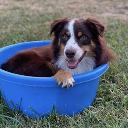 Miniature Australian Shepherds from Horsecreek Kennels