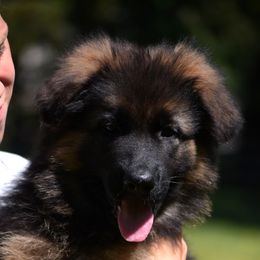 German Shepherds from Euro Deja Shepherds - Delaware