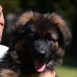 German Shepherds from Euro Deja Shepherds - Delaware