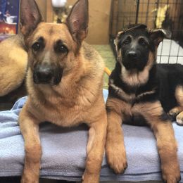 Australian Shepherd and German Shepherd Puppies from Trademark Kennels