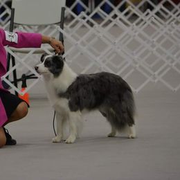 Border Collies from BMW Border Collies