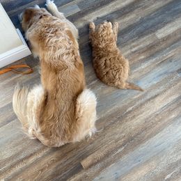 Goldendoodle Puppies from Virgin River Kennel