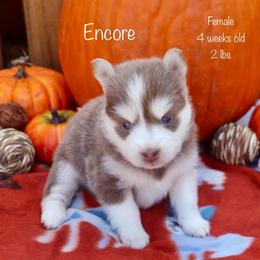 Encore - Lavender female Pomsky puppy in Denham Springs, Louisiana from Bayouland Pomskies