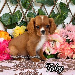Toby - Ruby male Cavalier King Charles Spaniel puppy in Hollywood, Florida from World Class Cavaliers