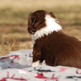 Miniature Australian Shepherd Puppies from Another Day Kennel at Cassel Ranch