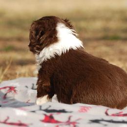 Miniature Australian Shepherd Puppies from Another Day Kennel at Cassel Ranch
