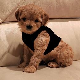 Black collar male - Brown male Shihpoo puppy in Williamsville, New York from Nell’s Doodle & Dolls