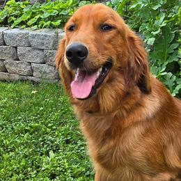 Scarlett - Golden Retriever