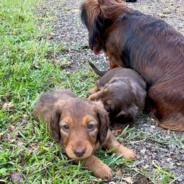 Dachshund Puppies from TrimDachHaus