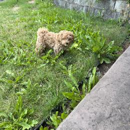 Maltipoo All Grown Up from Mini Paws kennel