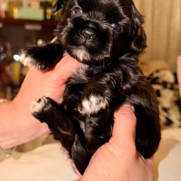 Yam (Blue brindle) - Blue female Shih Tzu puppy in Citrus Heights, California from The Lion dog Shih Tzu