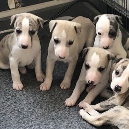 Scottish Deerhound and Whippet Puppies from Cu Liath Deerhounds & Whippets