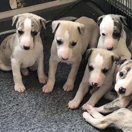 Scottish Deerhound and Whippet Puppies from Cu Liath Deerhounds & Whippets