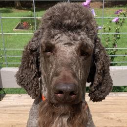 Poodles from Speeds Creek Kennels