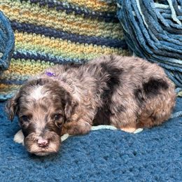 Zein - Merle male Sheepadoodle puppy in Chesapeake, Virginia from Doodle-Cove