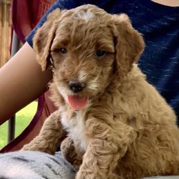 Goldendoodle Puppies from Fort Worth Goldendoodles