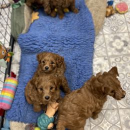 Goldendoodle Puppies from Coal Country Doodles