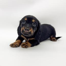 Magnolia - Black and tan female Dachshund puppy in Waddell, Arizona from Neu Doxies