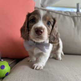 Dachshund Puppies from Dachshundly Perfect