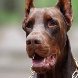 Doberman Pinschers from Jasmine's Pups