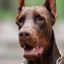 Doberman Pinschers from Jasmine's Pups