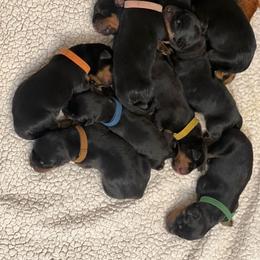 Girl 2 - Black and mahogany female Rottweiler puppy in Gulf Breeze, Florida from Von Ratermann Rottweilers