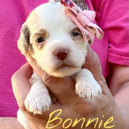 Bonnie - Red roan female Cockapoo puppy in Mocksville, North Carolina from Little Bear Doodles