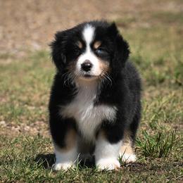 Buster - Black tri male Miniature American Shepherd puppy in Snyder, Texas from RLA Miniature American Shepherds