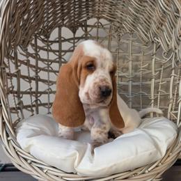 Toby 2700.00 - Red and white male Basset Hound puppy in Denison, Texas from Emma Lou's Baby Bassets