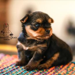 Yorkshire Terrier Puppies from Essence of Grace Yorkies