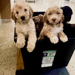 Aussiedoodle Puppies from Redwood Aussiedoodles