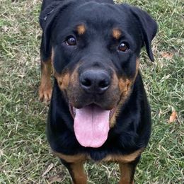 Rottweilers from Tesori Rottweilers