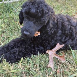 Poodle Puppies from Dauntless Poodles