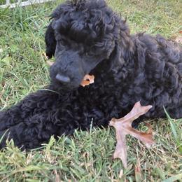 Poodle Puppies from Dauntless Poodles