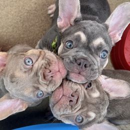 French Bulldogs from Tuff Paws Frenchies