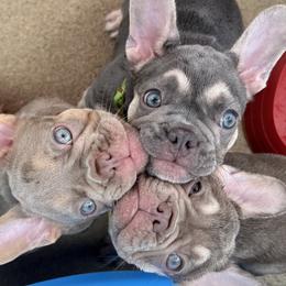 French Bulldogs from Tuff Paws Frenchies