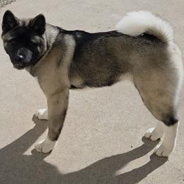 Buffy - Akita
