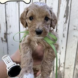 Rex - Cream male Goldendoodle puppy in Snowflake, Arizona from Arizona Darling Doodles