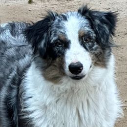 Freya - Australian Shepherd