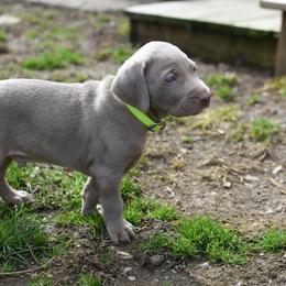 Weimaraner Puppies from SureShot Weimaraners