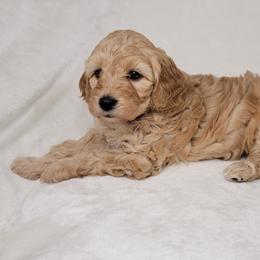 Goldendoodle Puppies from Lake Village Doodles